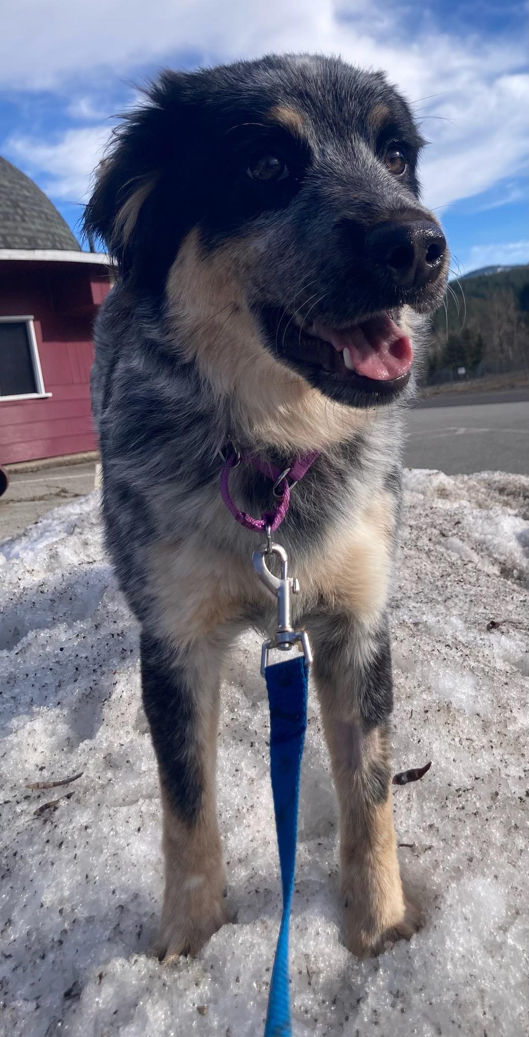 Enlarge Oreo, an adoptable mixed breed in Kellogg, ID image 6/6