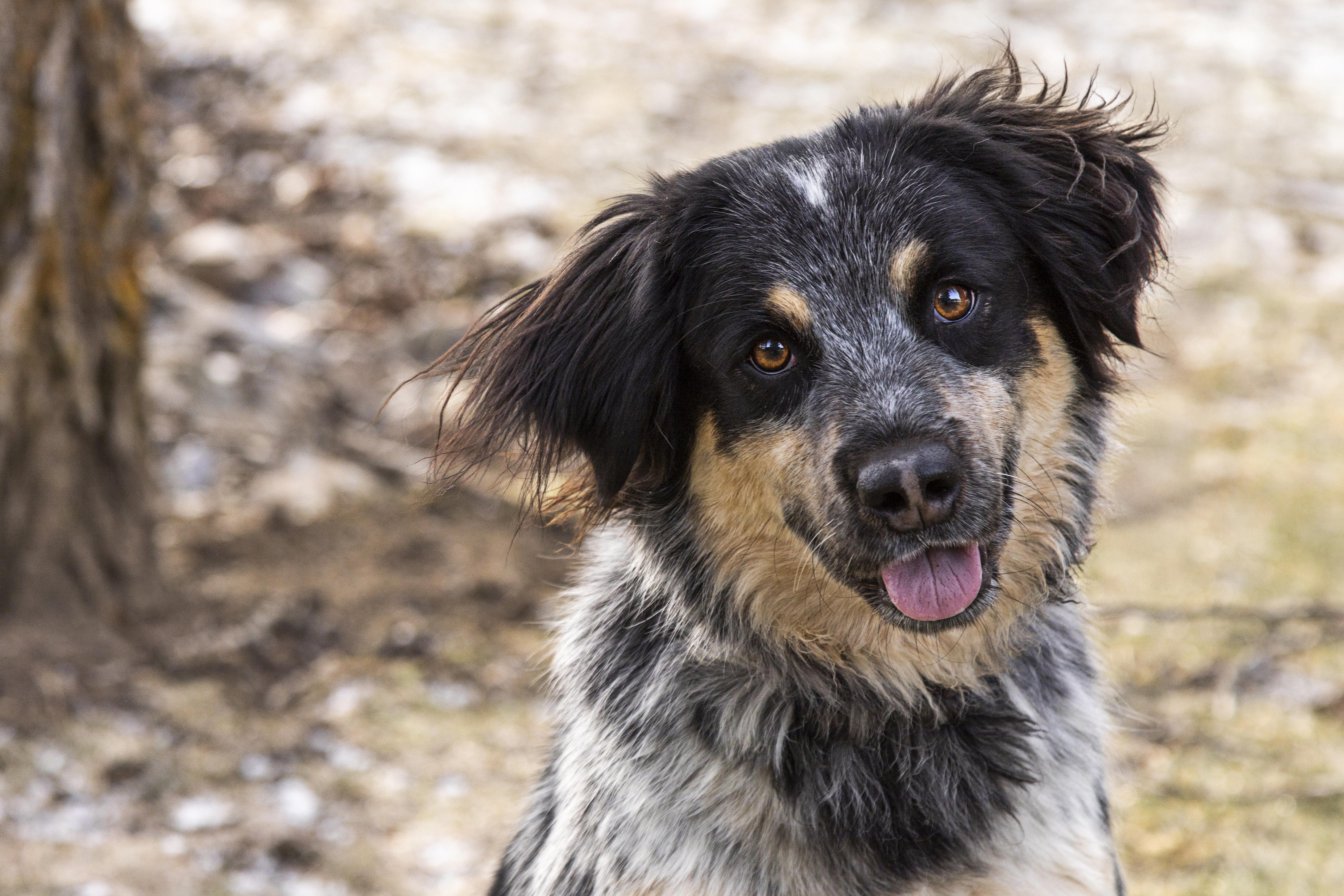 Oreo, adoptable, Young Male Australian Cattle Dog / Blue Heeler & Shepherd.