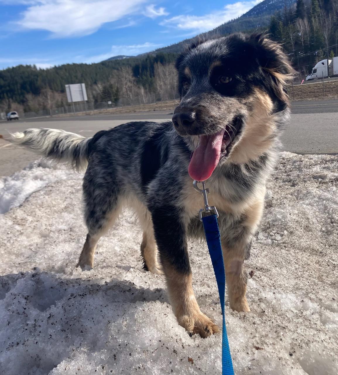 Enlarge Oreo, an adoptable mixed breed in Kellogg, ID image 4/6