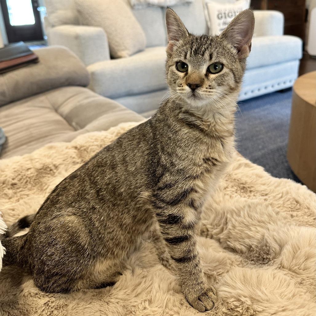 Enlarge Nike, a Adoptable American Shorthair in Houston, TX image 1/4