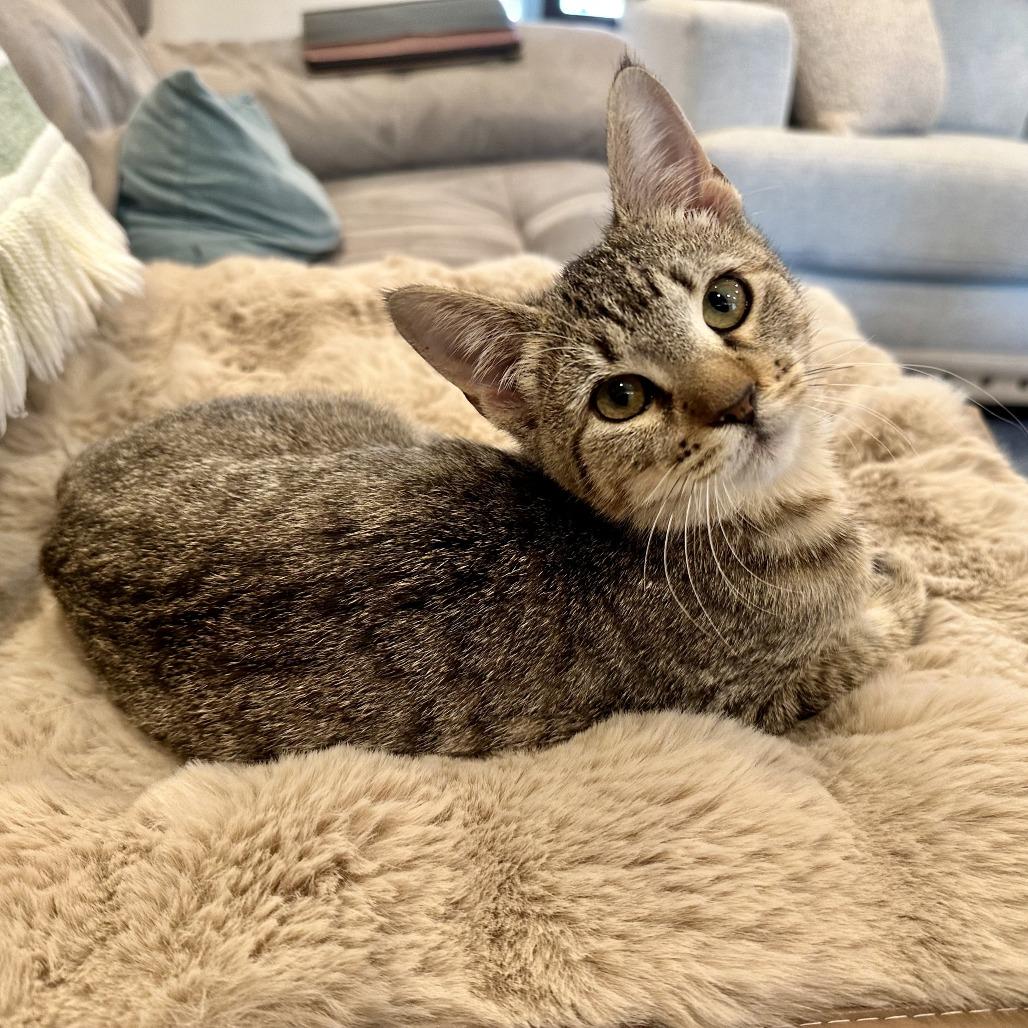 Enlarge Nike, a Adoptable American Shorthair in Houston, TX image 2/4