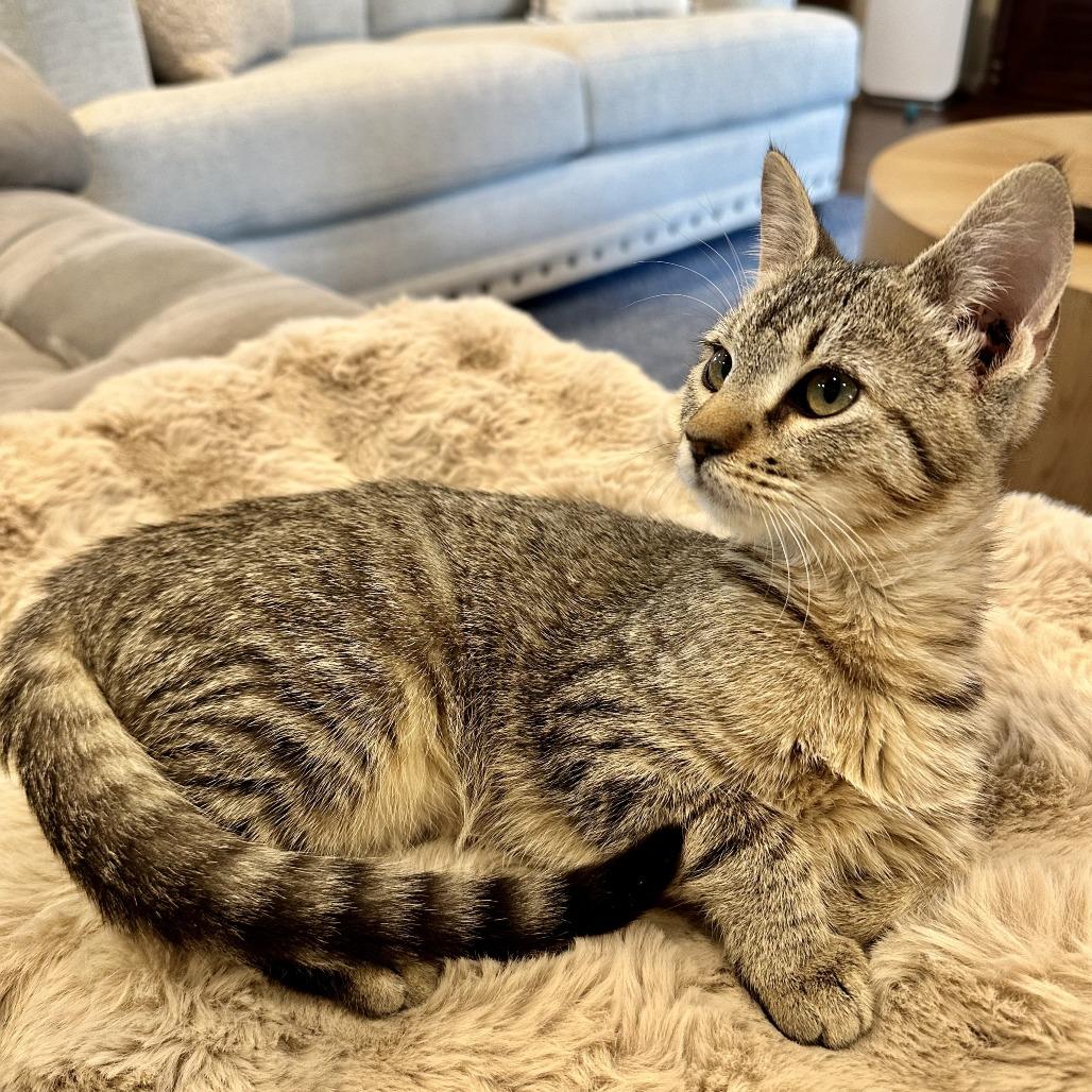 Enlarge Nike, a Adoptable American Shorthair in Houston, TX image 3/4