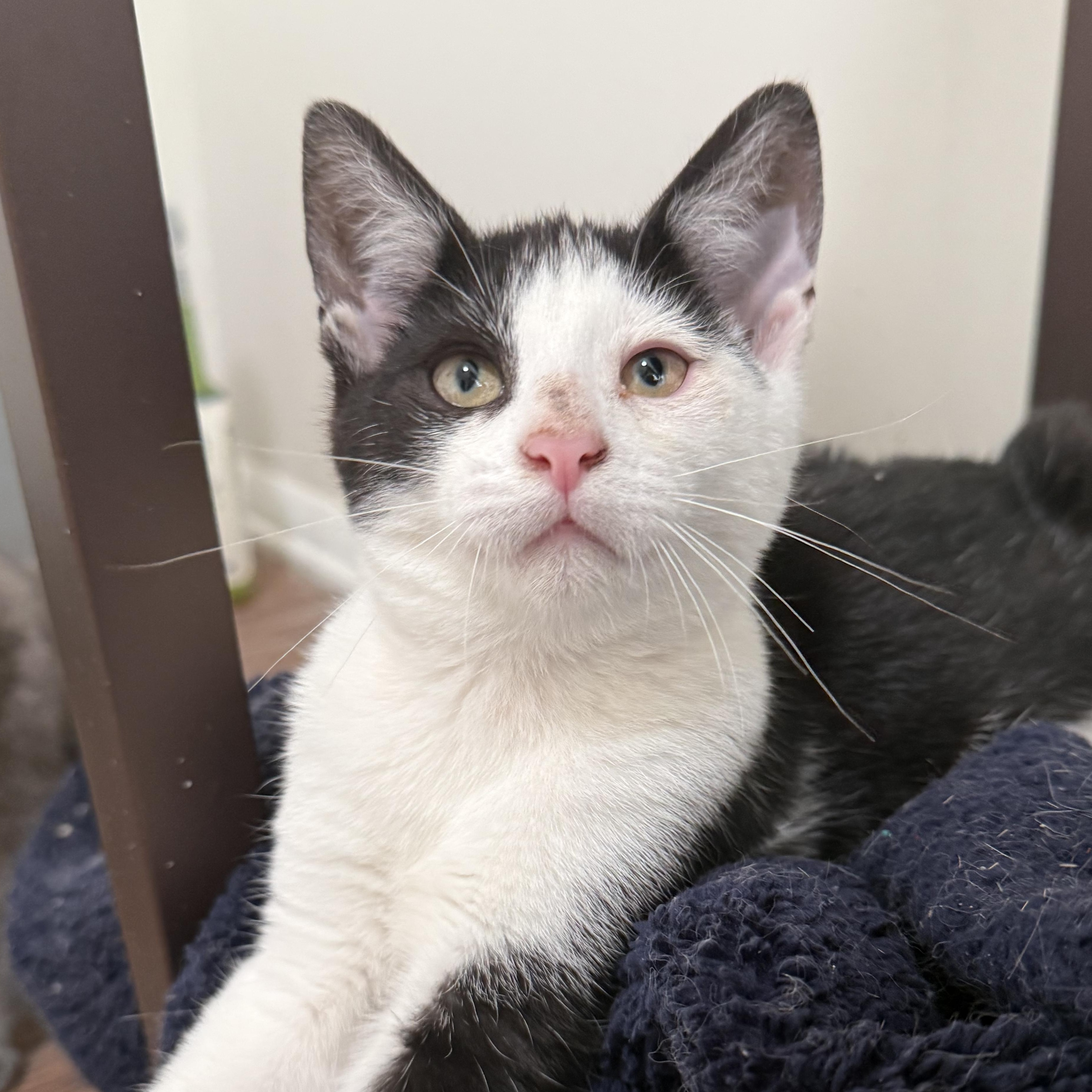 Enlarge Pickles, a Adoptable Extra-Toes Cat / Hemingway Polydactyl in Buffalo, NY image 1/3