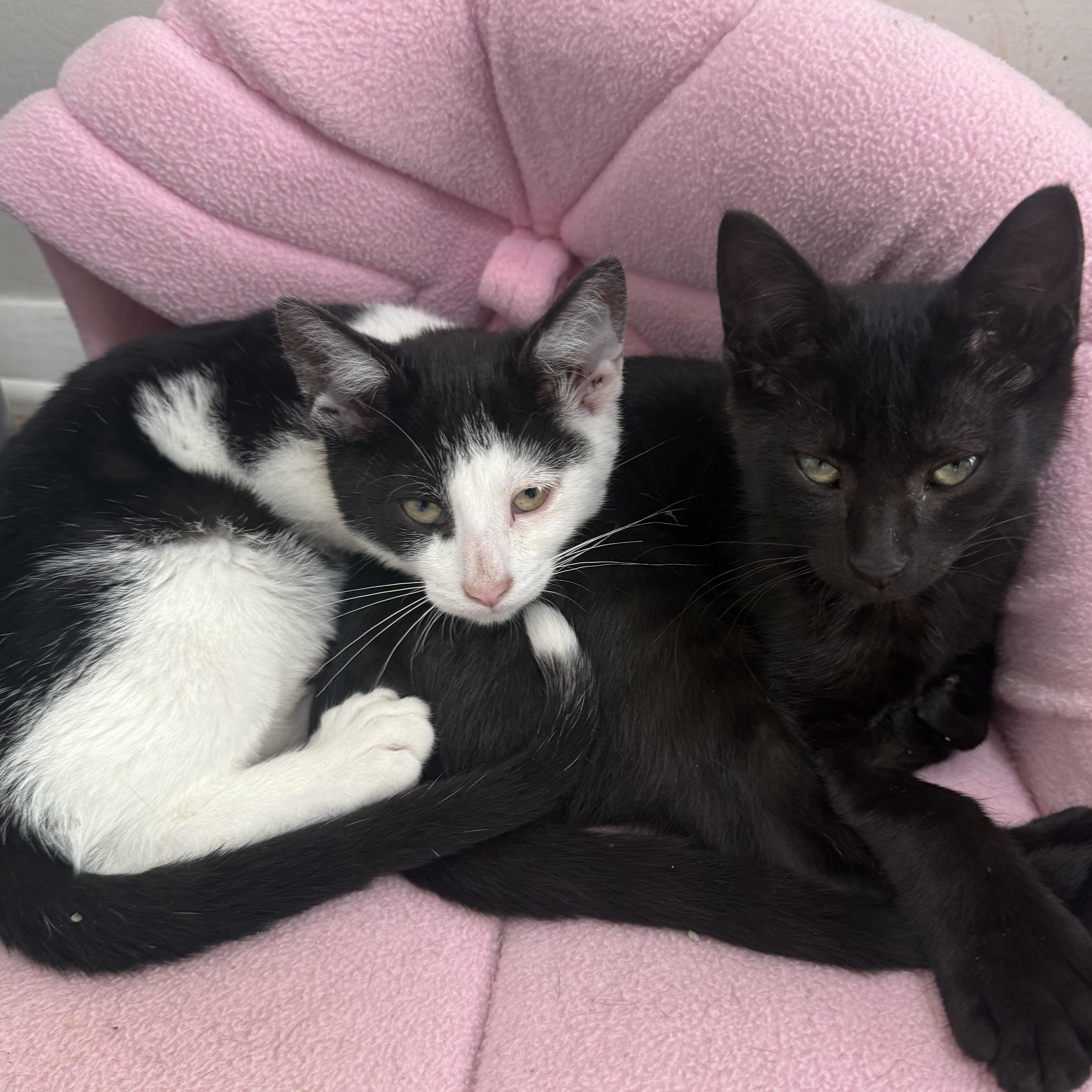 Enlarge Pickles, a Adoptable Extra-Toes Cat / Hemingway Polydactyl in Buffalo, NY image 3/3