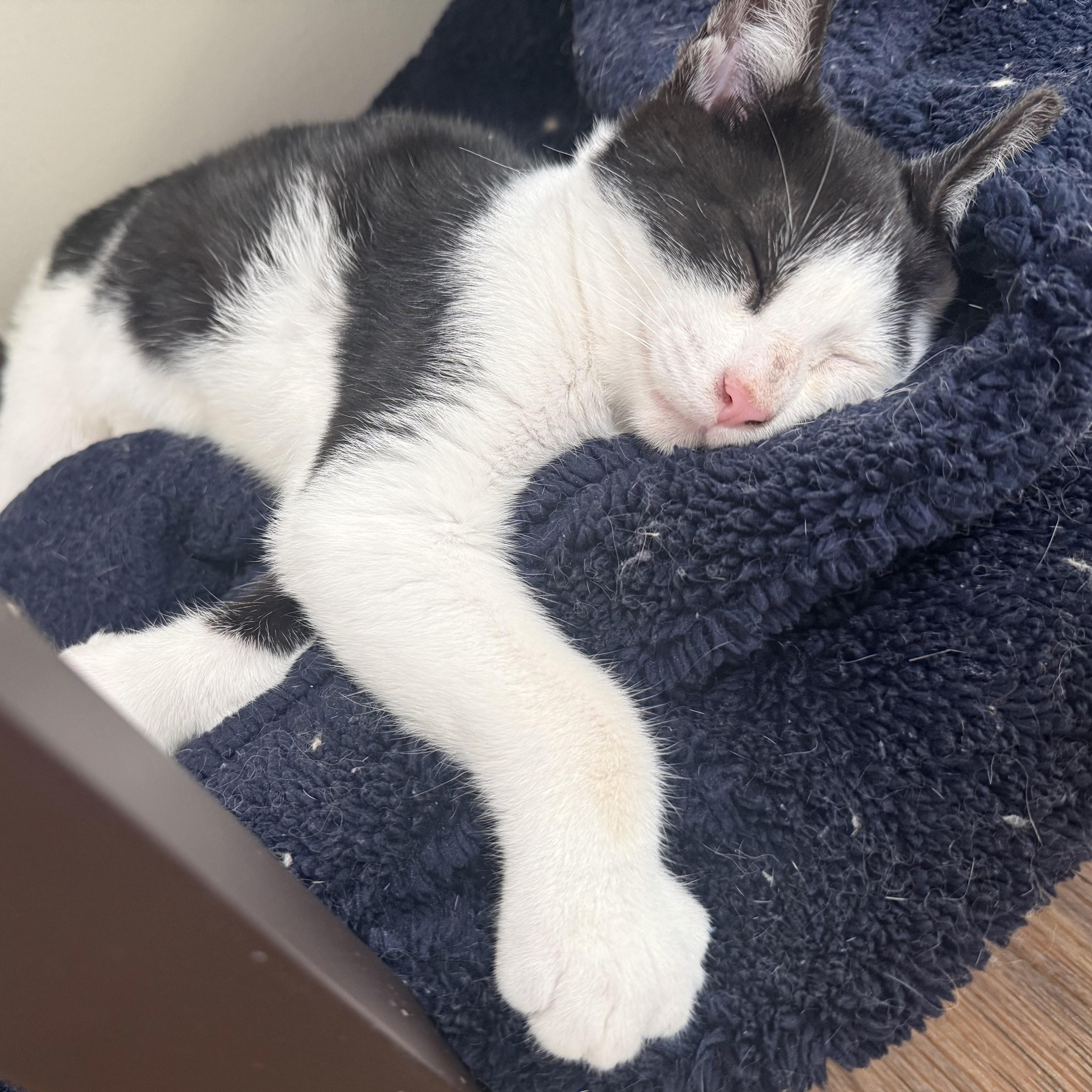 Enlarge Pickles, a Adoptable Extra-Toes Cat / Hemingway Polydactyl in Buffalo, NY image 2/3