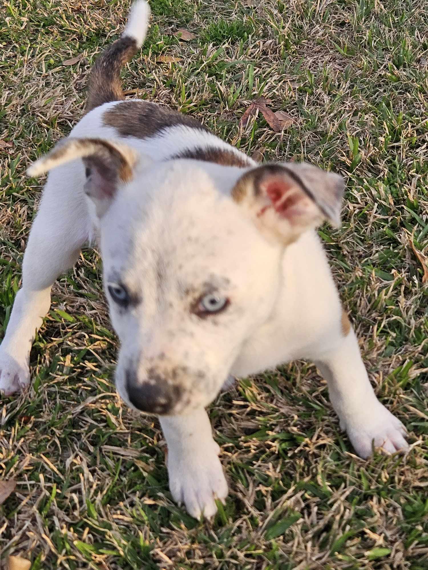 Wrangler — blue eyes, big heart