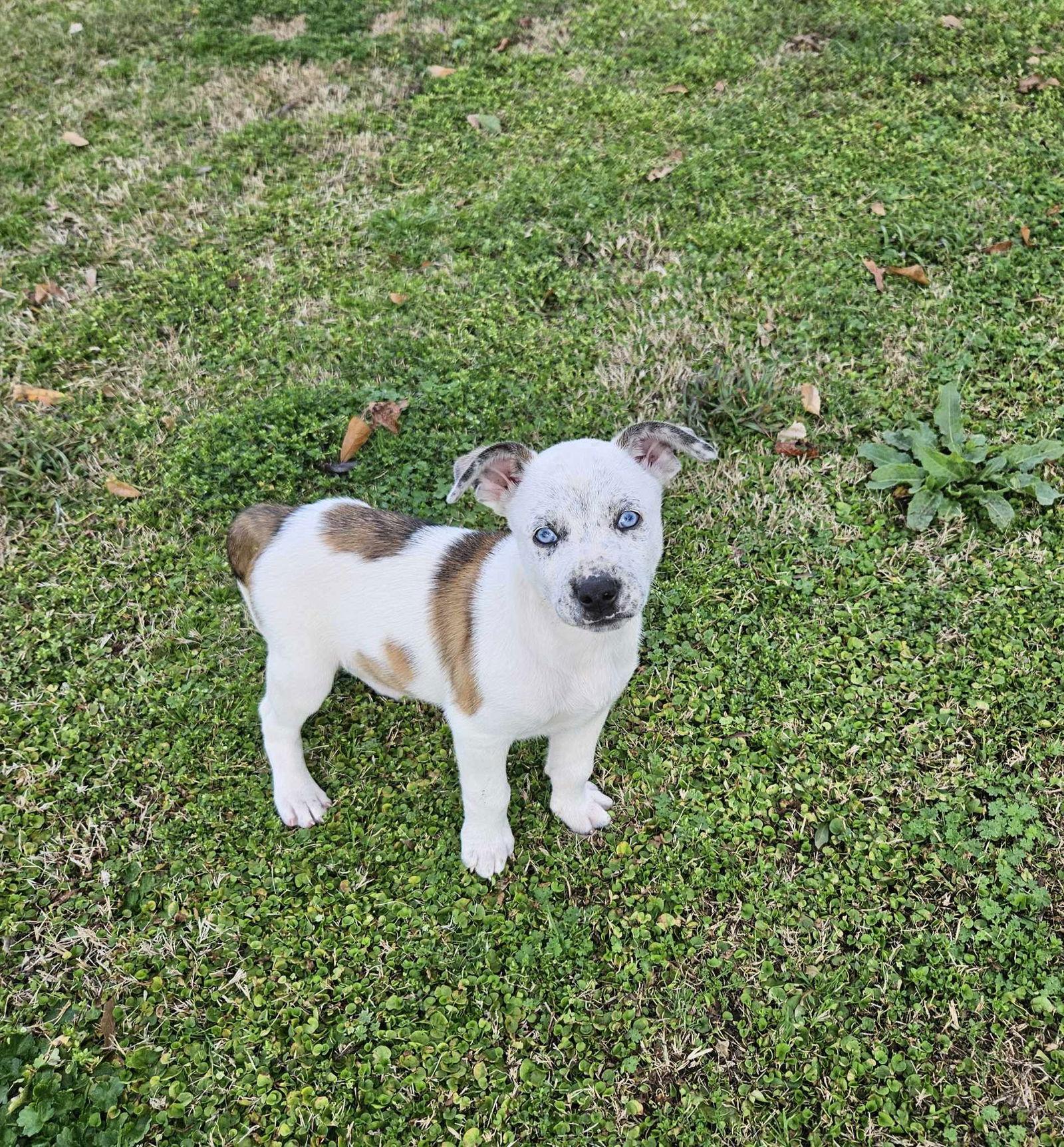 Wrangler — blue eyes, big heart — thumbnail 2