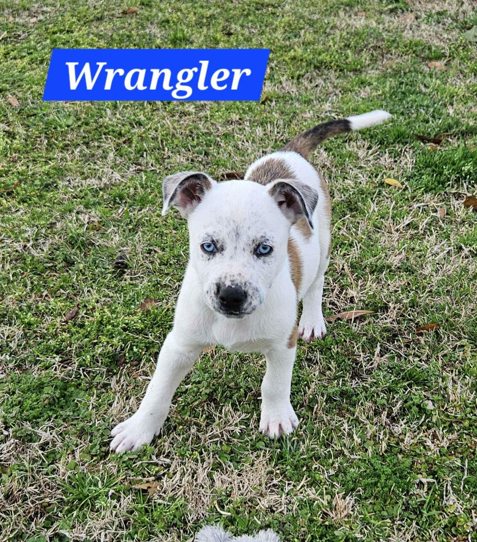 Wrangler — blue eyes, big heart — thumbnail 3