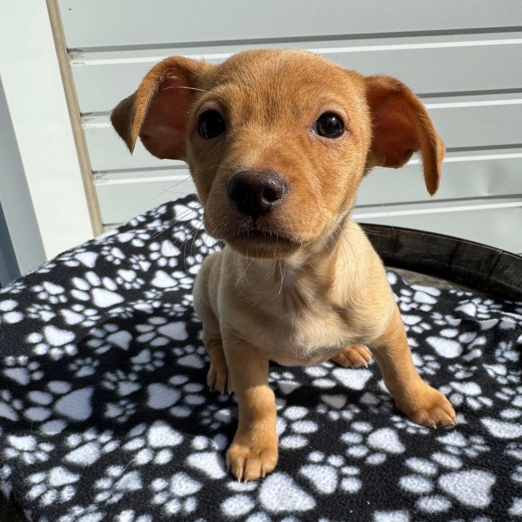 Manicotti Mani, Adoptable, Puppy Male Chihuahua & Mixed Breed.