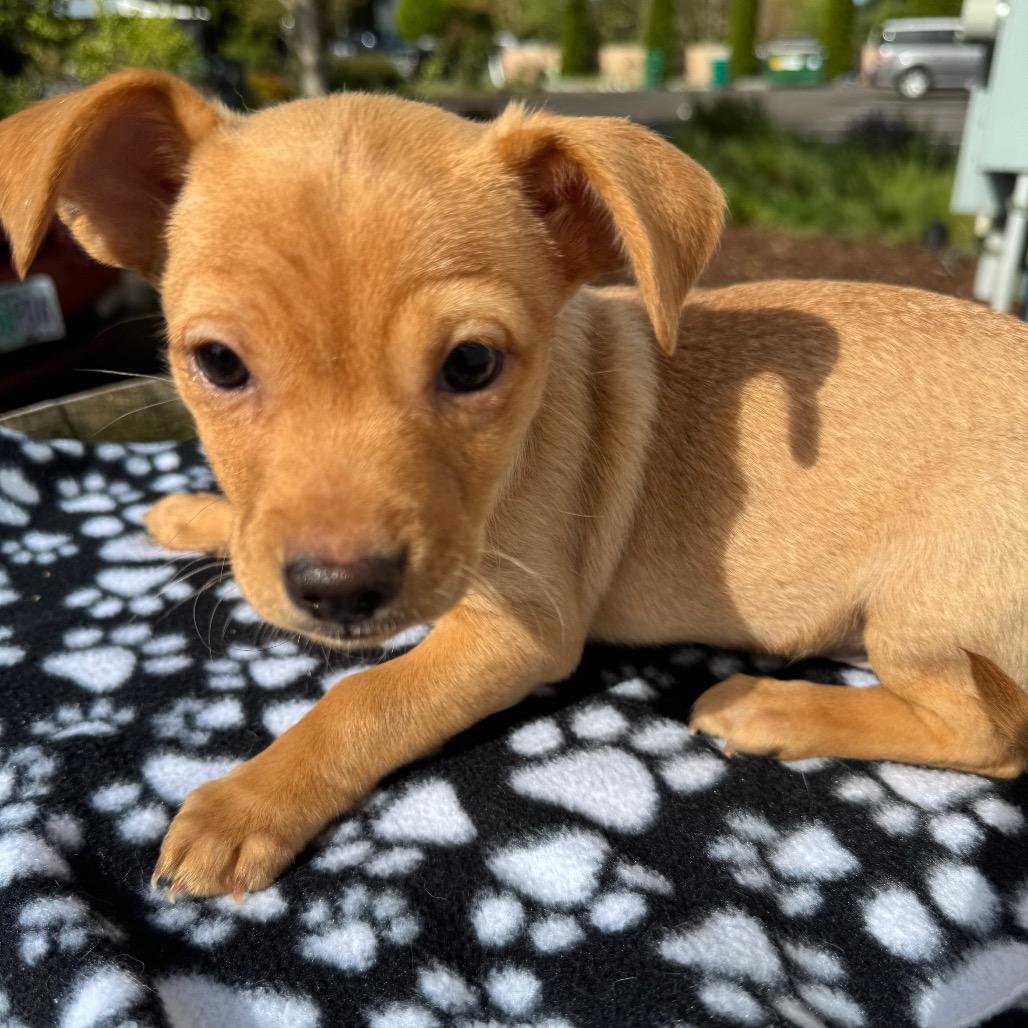 Enlarge Manicotti Mani, a Adoptable mixed breed in Newberg, OR image 2/6
