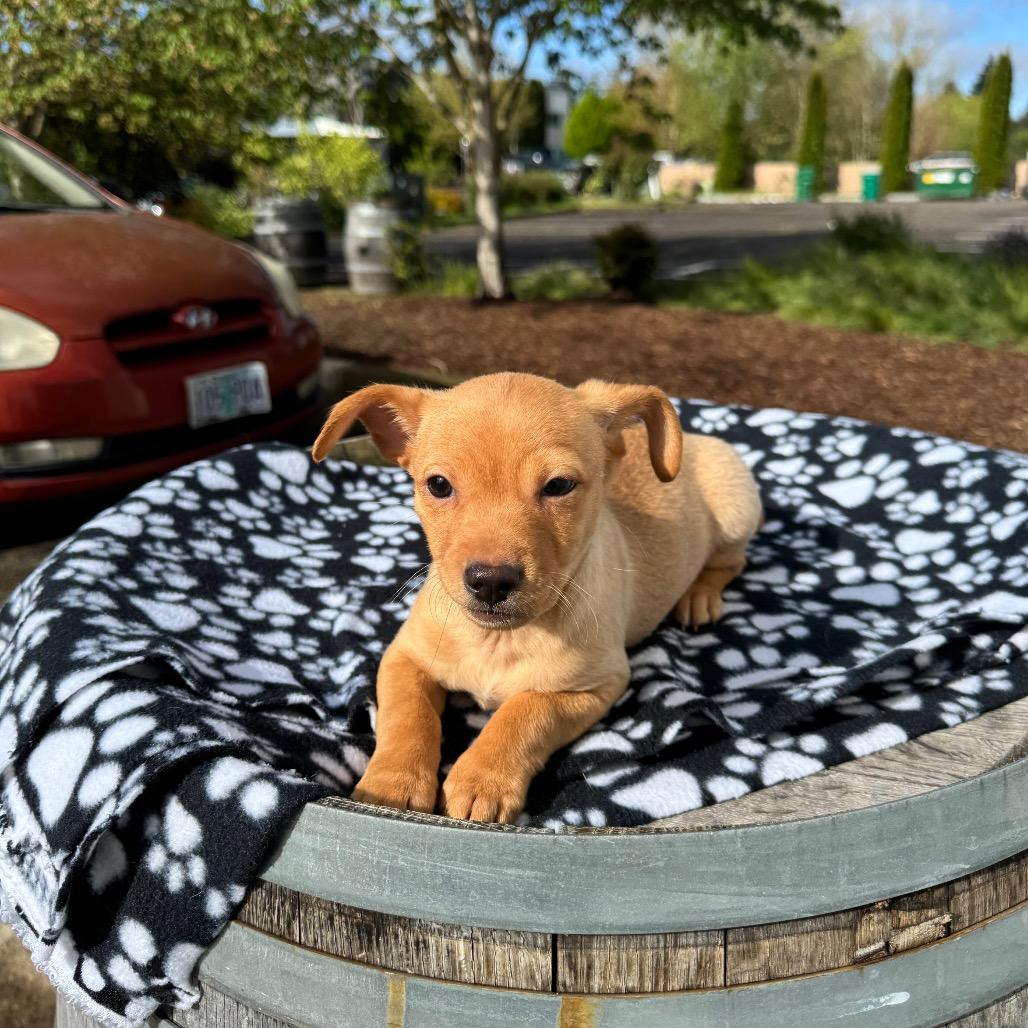 Enlarge Manicotti Mani, a Adoptable mixed breed in Newberg, OR image 3/6