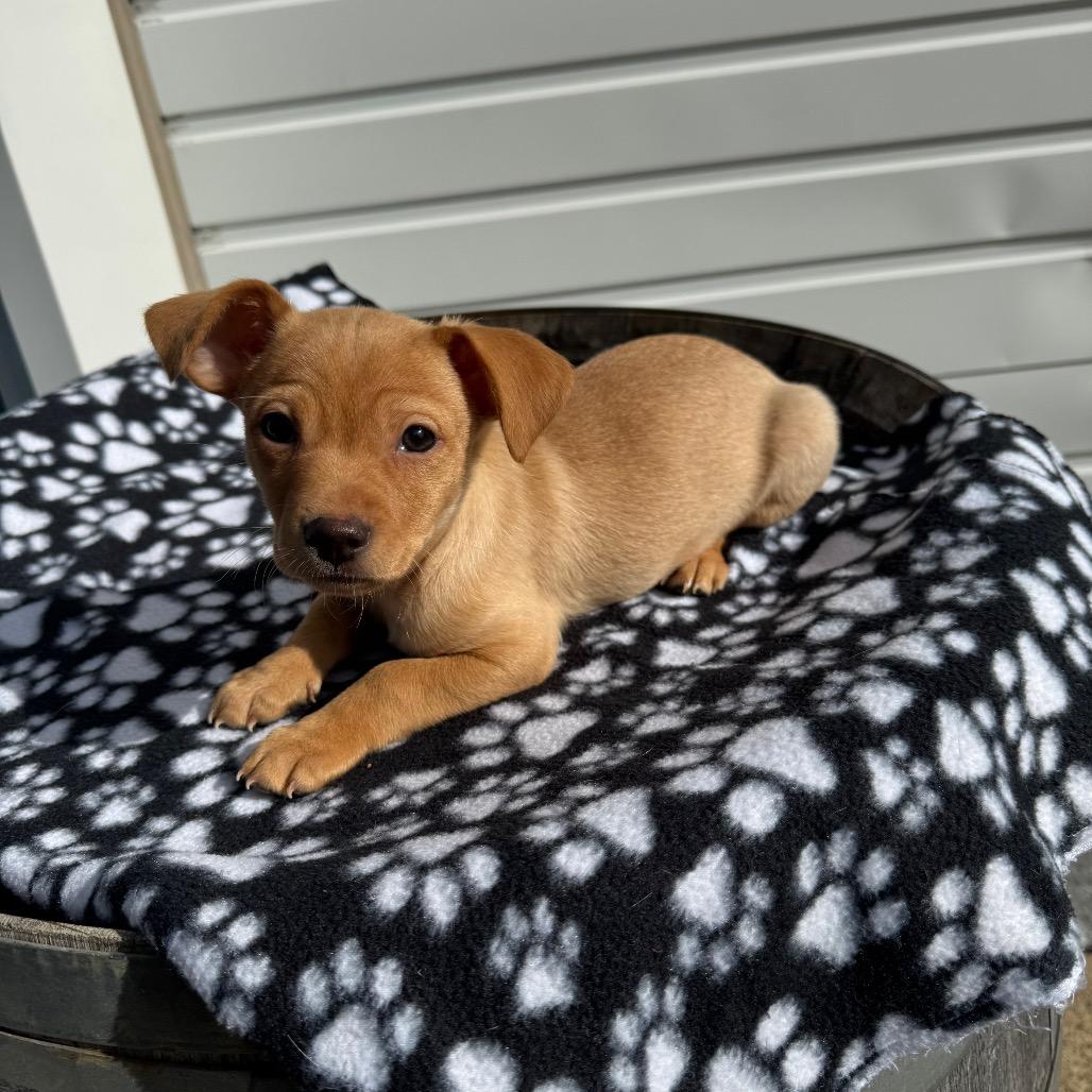 Enlarge Manicotti Mani, a Adoptable mixed breed in Newberg, OR image 5/6