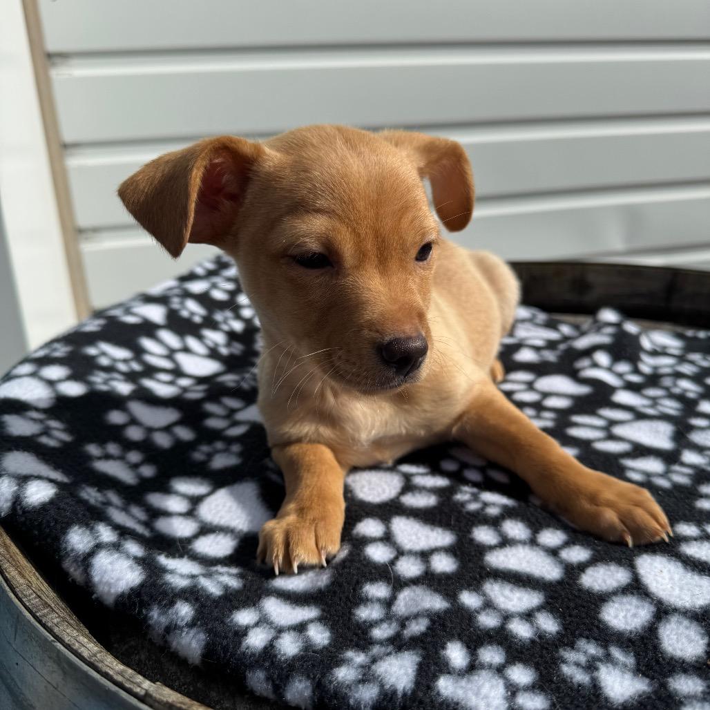 Enlarge Manicotti Mani, a Adoptable mixed breed in Newberg, OR image 6/6