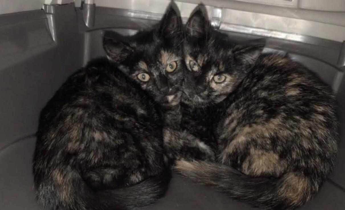 Scout, Adoptable, Young Female Domestic Short Hair.