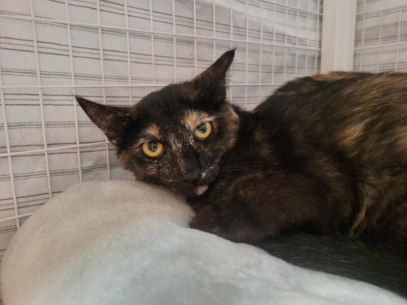 Enlarge Scout, a Adoptable Domestic Short Hair in Diamond Springs, CA image 2/3