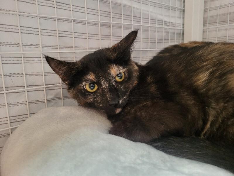Enlarge Scout, a Adoptable Domestic Short Hair in Diamond Springs, CA image 3/3