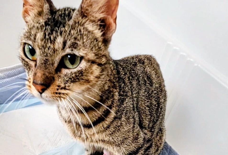 Enlarge Charm, a Adoptable mixed breed in Parker, CO image 1/1