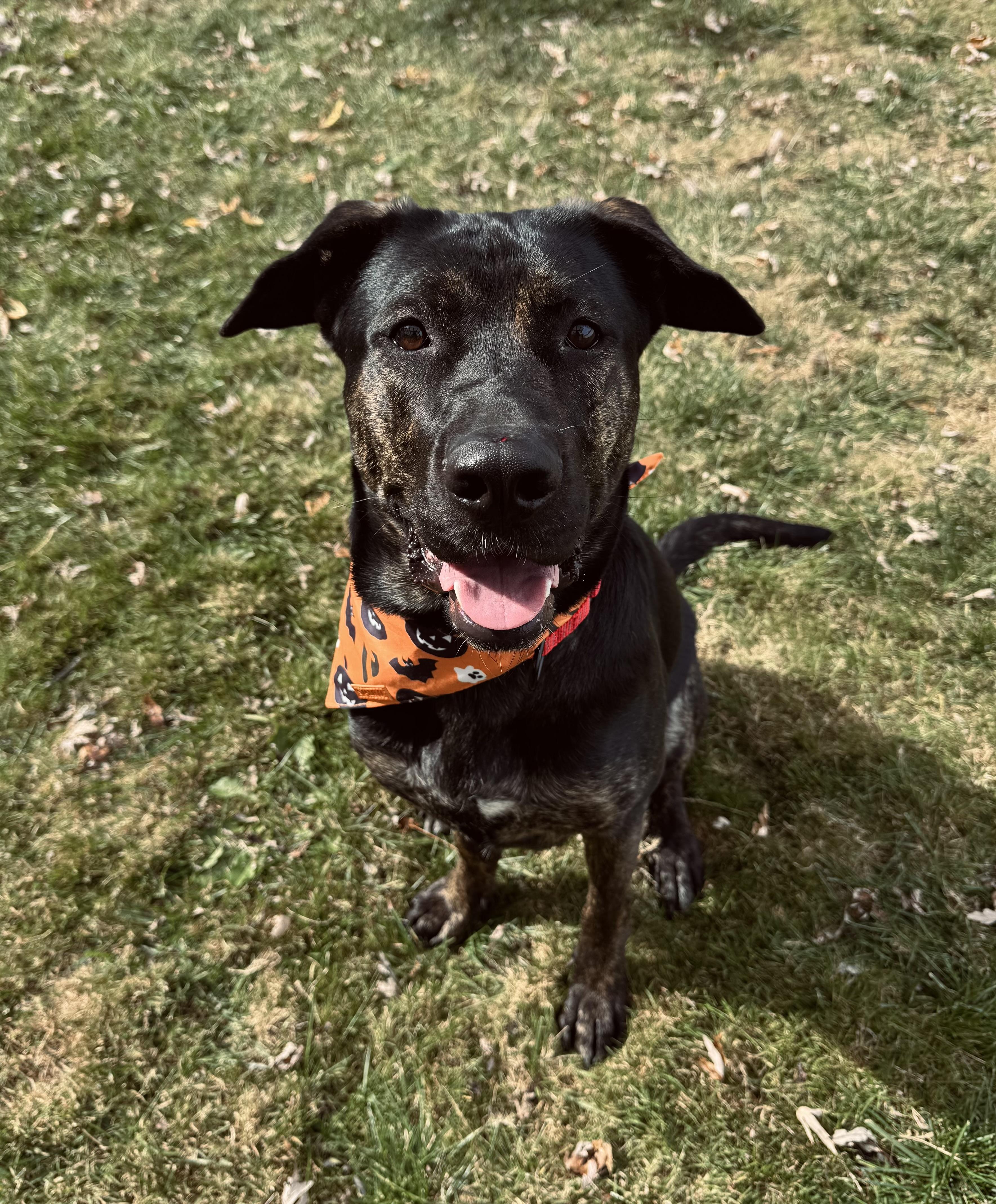 Stella, Adoptable, Adult Female Dutch Shepherd.
