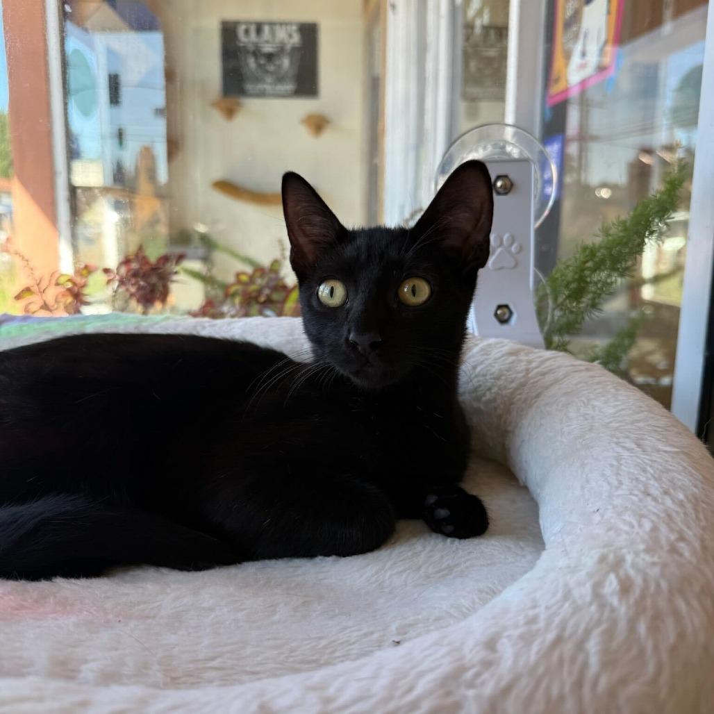 Tamagotchi, Adoptable, Kitten Male Domestic Short Hair.