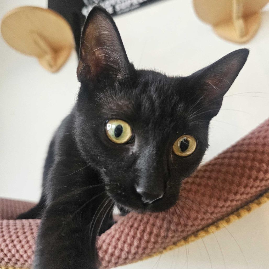 Enlarge Tamagotchi, a Adoptable Domestic Short Hair in Costa Mesa, CA image 2/6