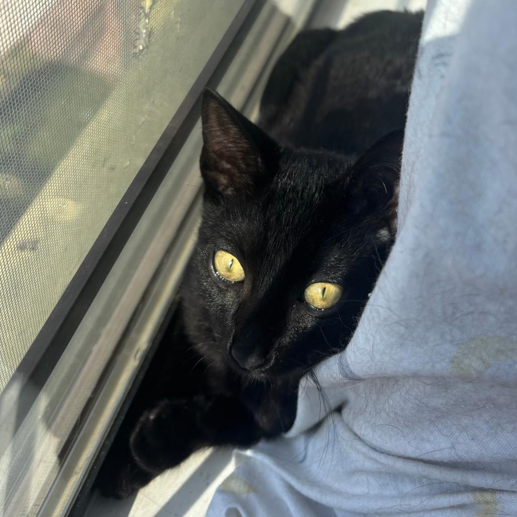 Enlarge Tamagotchi, a Adoptable Domestic Short Hair in Costa Mesa, CA image 4/6