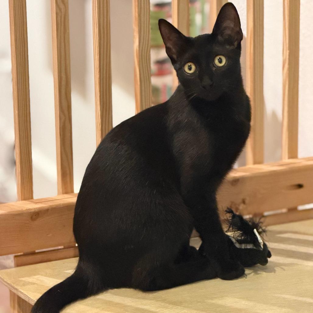 Enlarge Tamagotchi, a Adoptable Domestic Short Hair in Costa Mesa, CA image 5/6