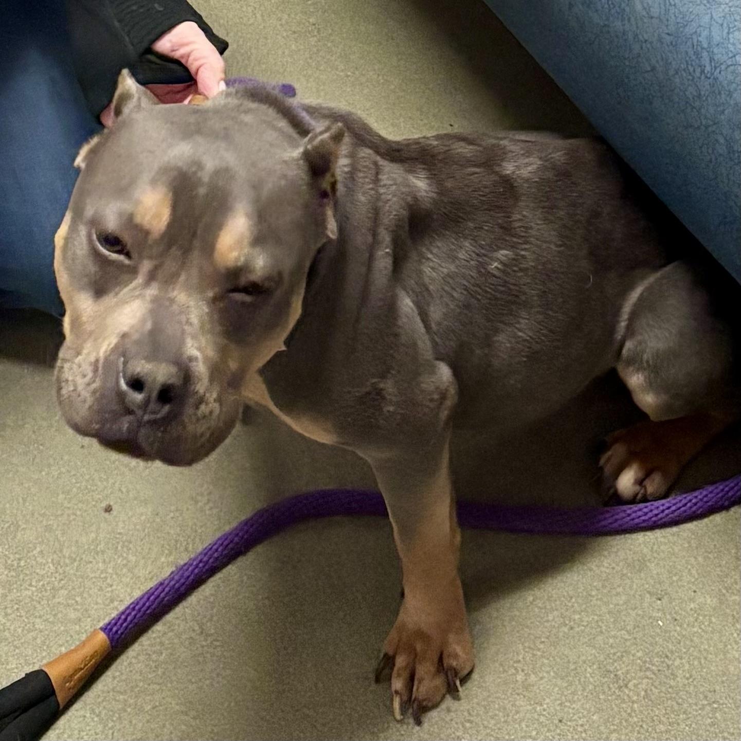 Enlarge Fanny, an adoptable Bulldog in Buffalo, NY image 2/5