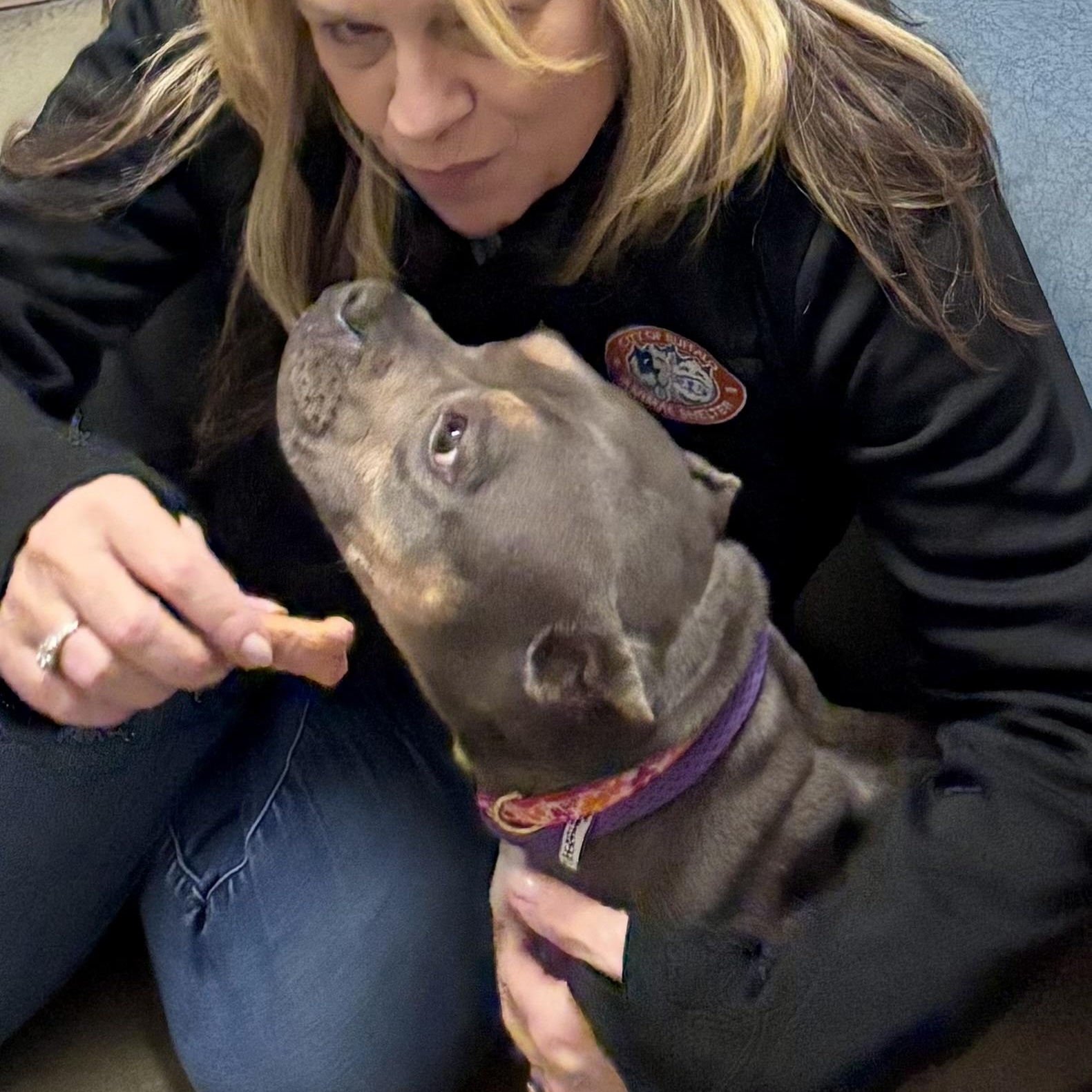Enlarge Fanny, an adoptable Bulldog in Buffalo, NY image 3/5