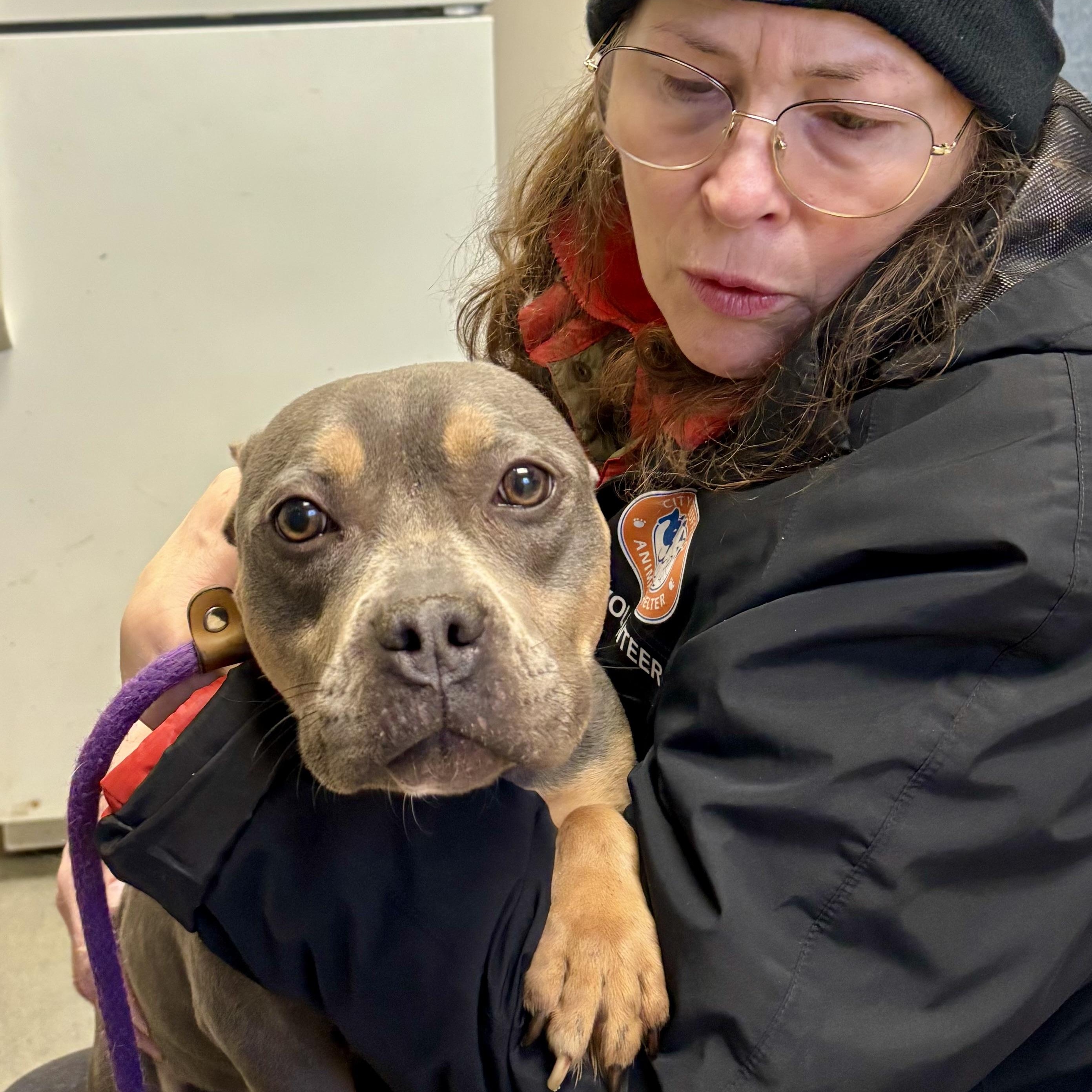 Enlarge Fanny, an adoptable Bulldog in Buffalo, NY image 4/5