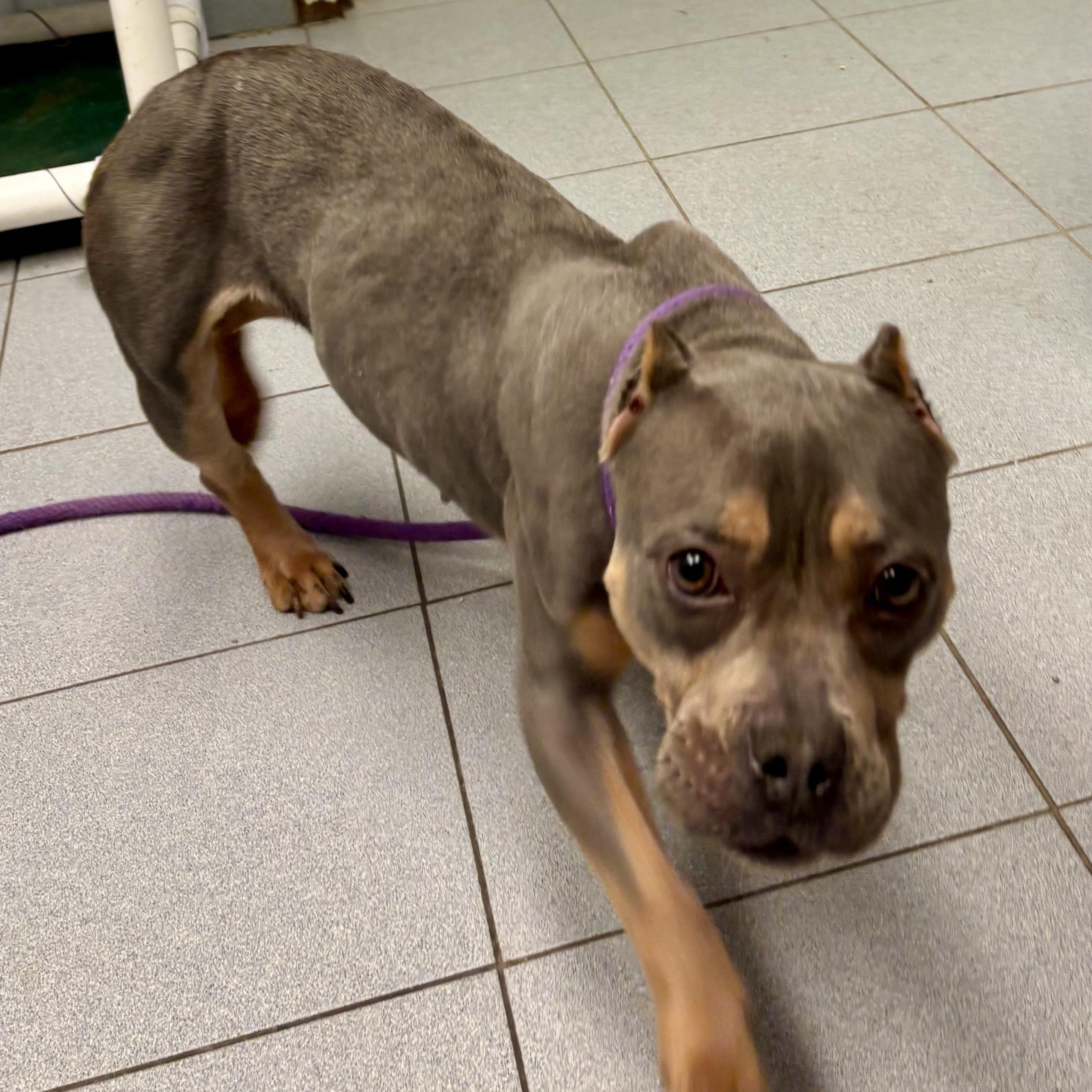 Enlarge Fanny, an adoptable Bulldog in Buffalo, NY image 5/5