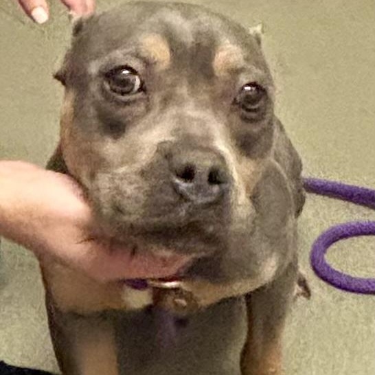 Enlarge Fanny, an adoptable Bulldog in Buffalo, NY image 1/5