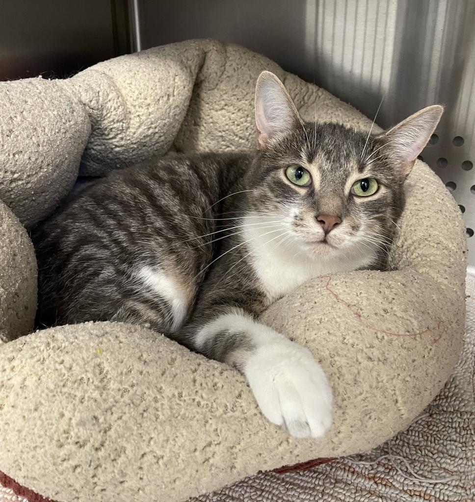 Speck, ADOPTABLE, Young Female Domestic Short Hair.