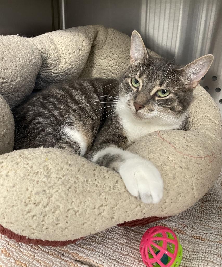 Speck, a ADOPTABLE Domestic Short Hair in Jackson, MI image 3/4