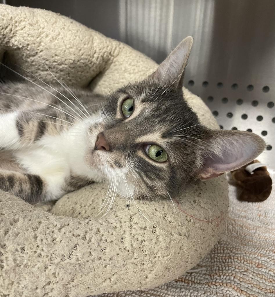 Speck, a ADOPTABLE Domestic Short Hair in Jackson, MI image 4/4