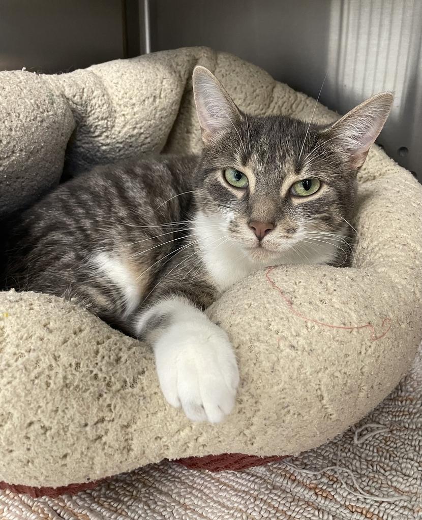 Speck, a ADOPTABLE Domestic Short Hair in Jackson, MI image 2/4