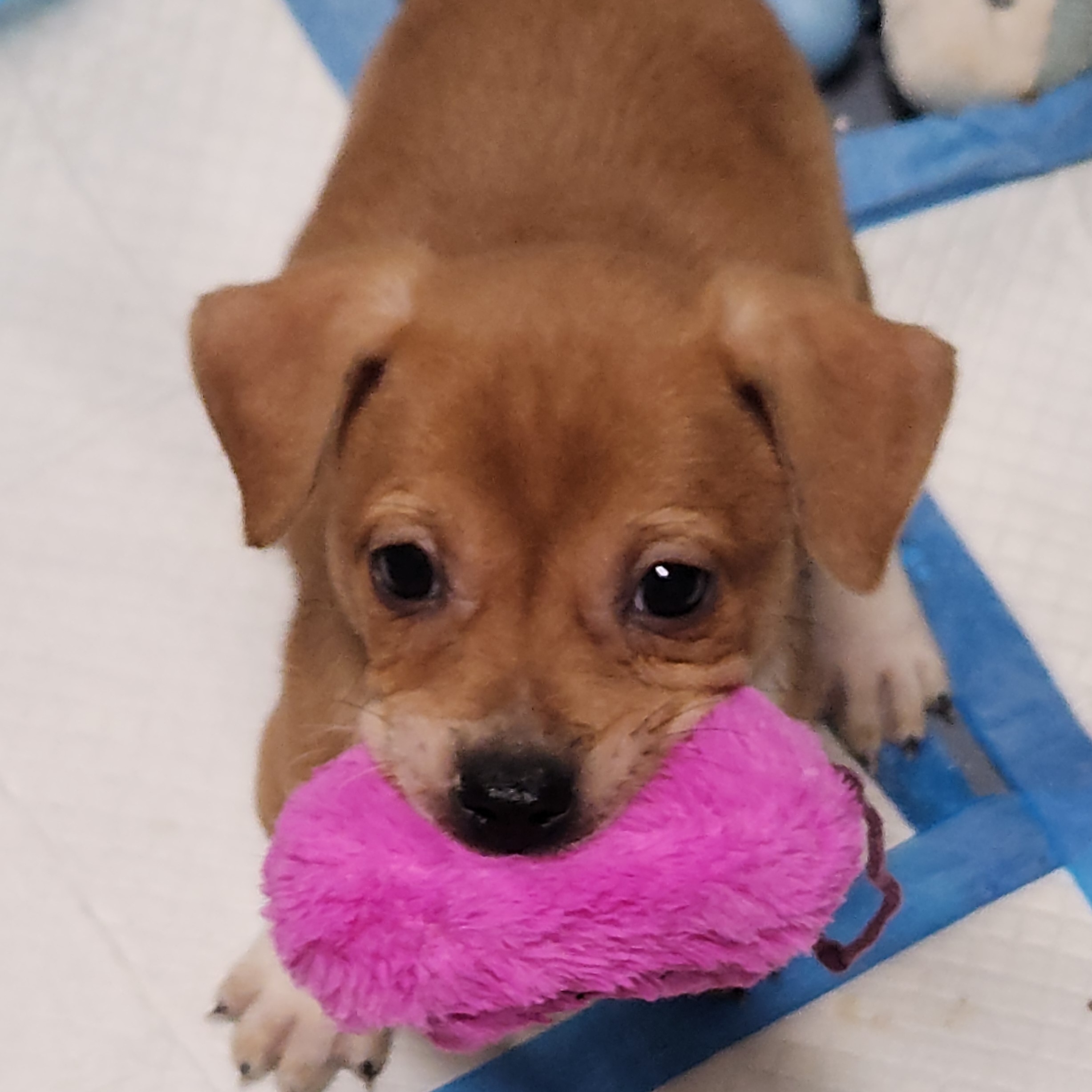 Rocket, an adoptable Basenji, Mixed Breed in Flintstone, GA, 30725 | Photo Image 6