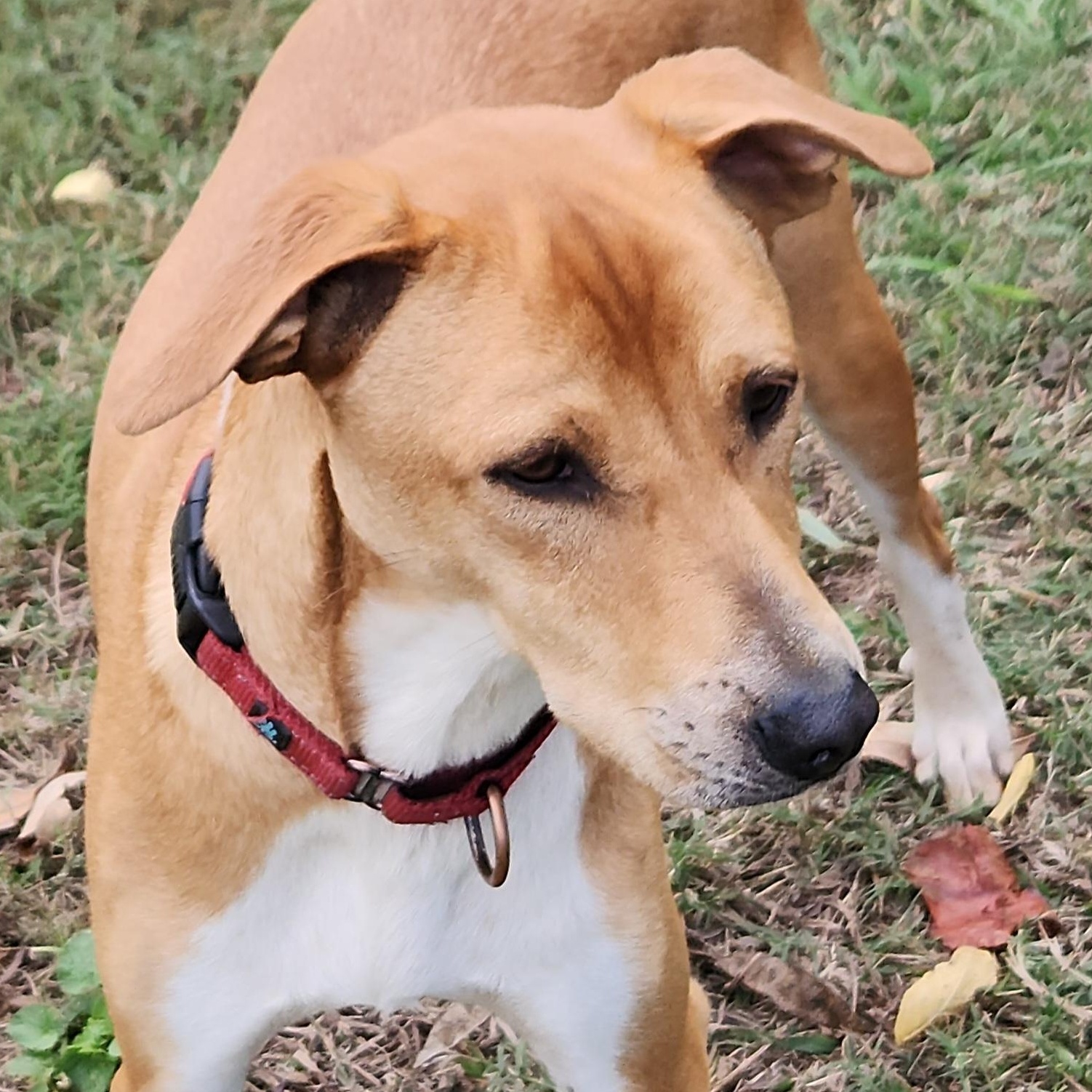 Rocket, a Adoptable mixed breed in Flintstone, GA image 1/6