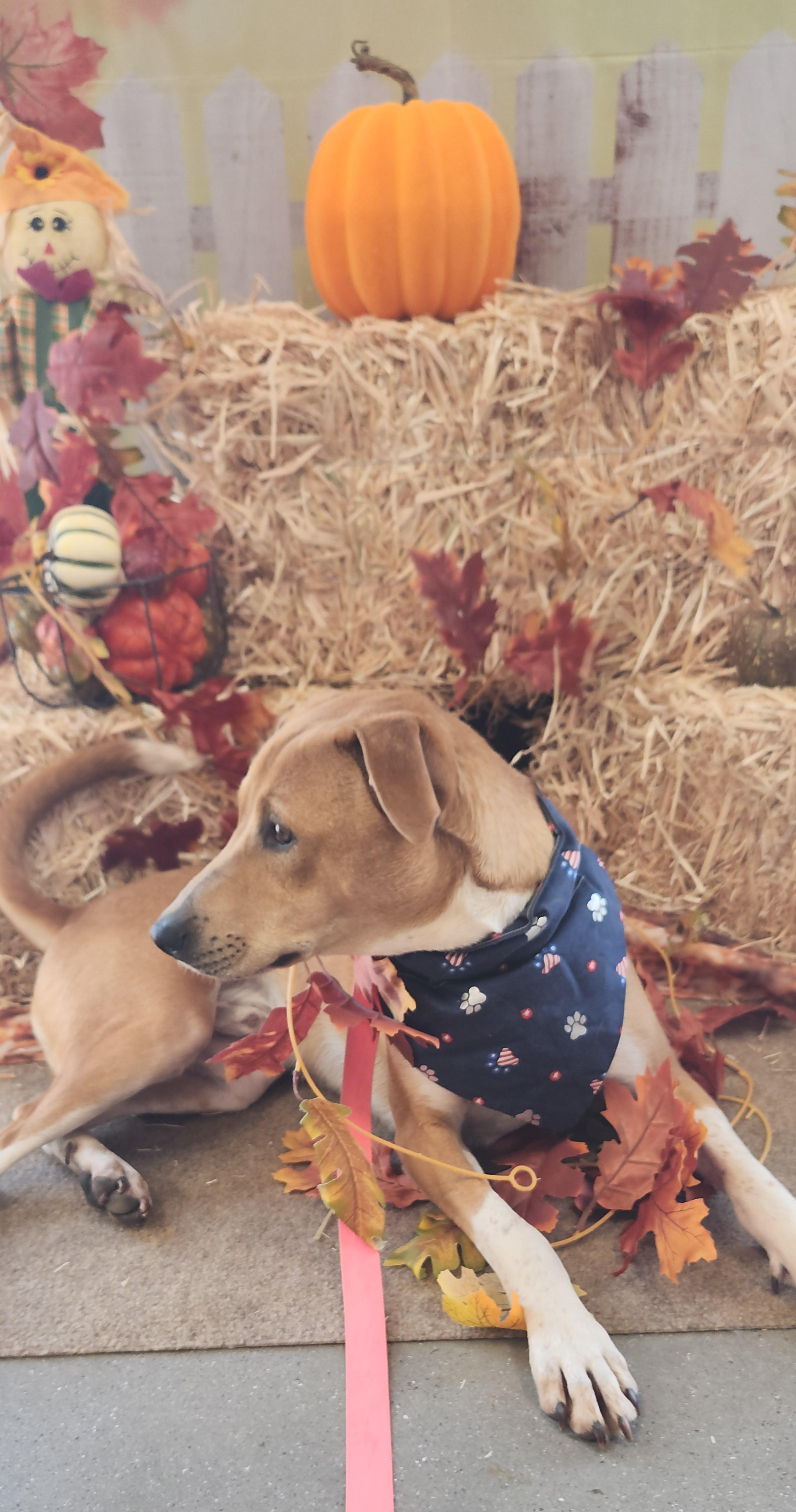 Rocket, a Adoptable mixed breed in Flintstone, GA image 4/6