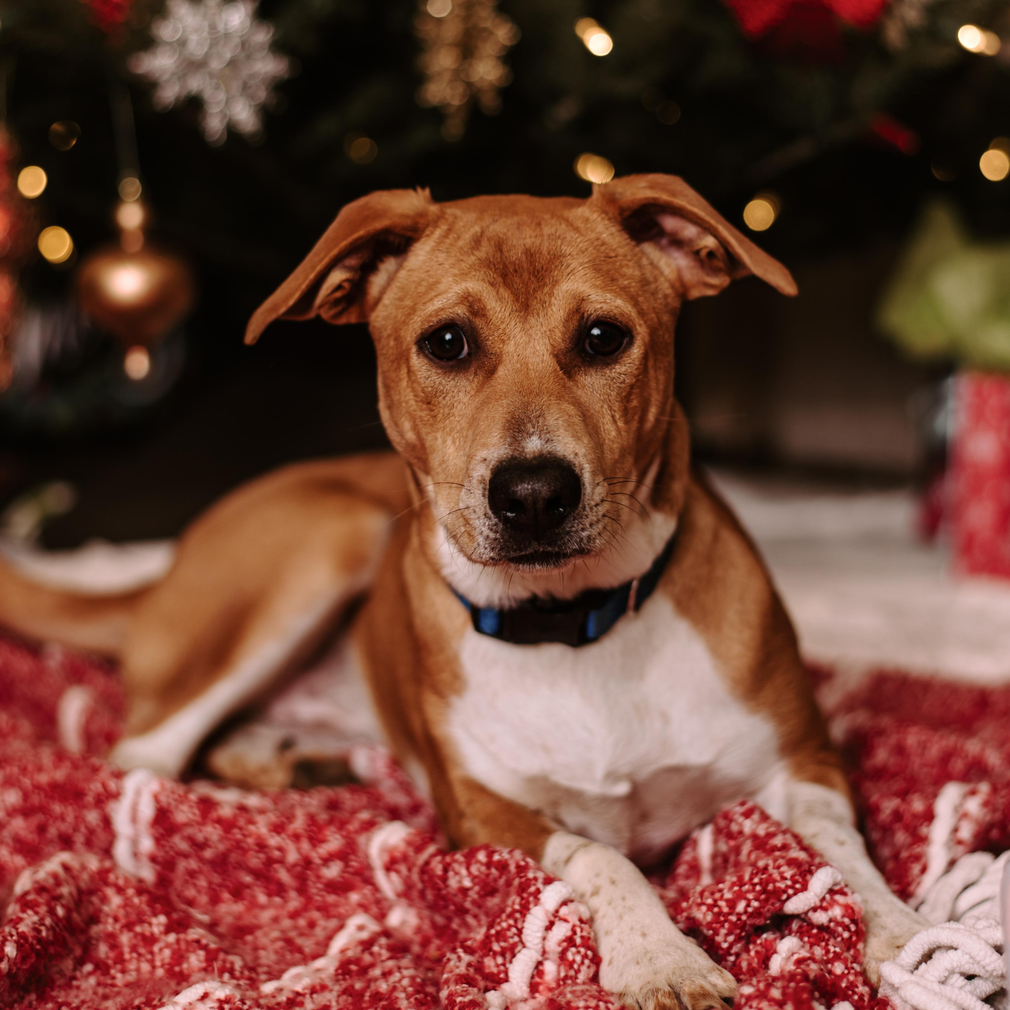 Rocket, Adoptable, Young Male Basenji & Mixed Breed.