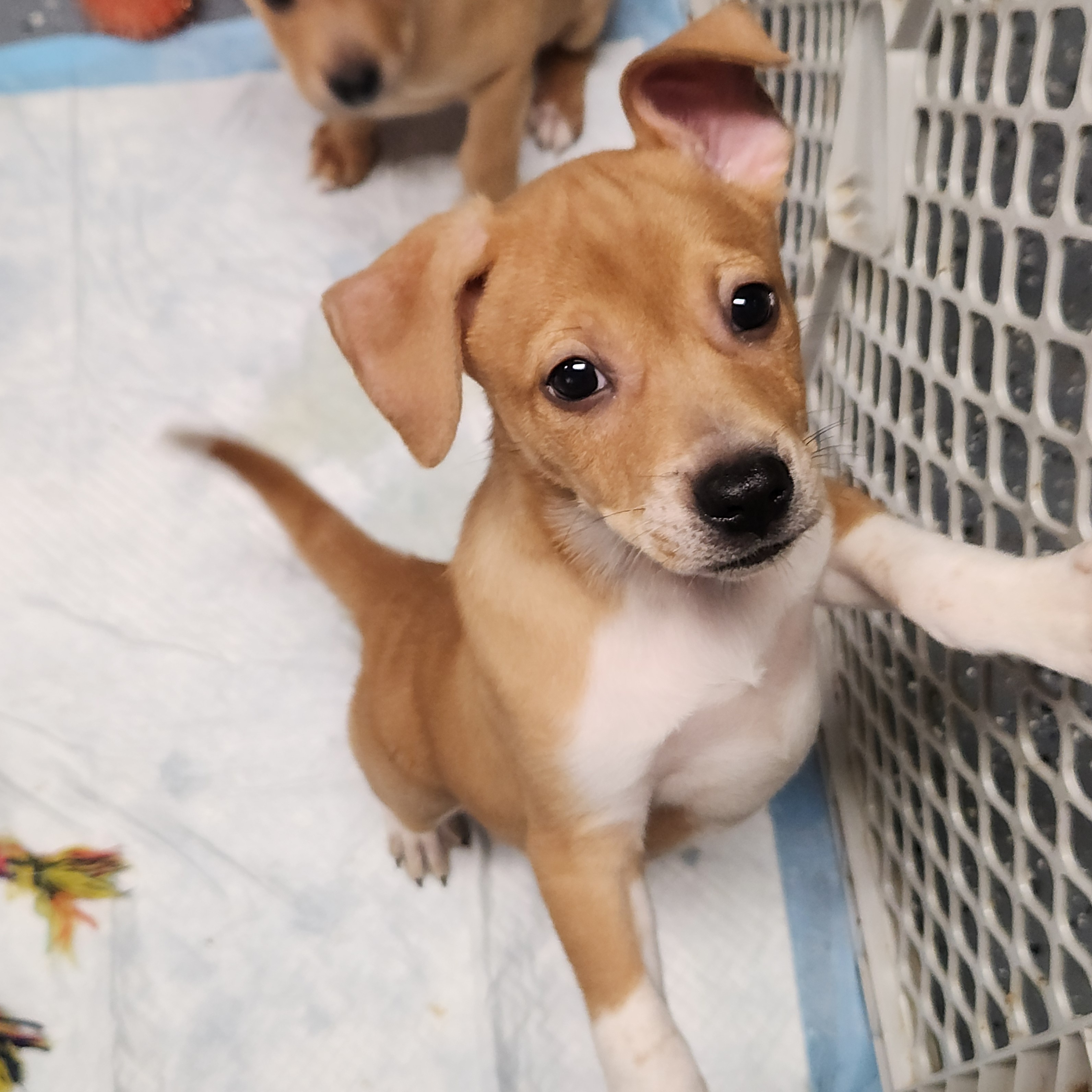 Rocket, a Adoptable mixed breed in Flintstone, GA image 6/6