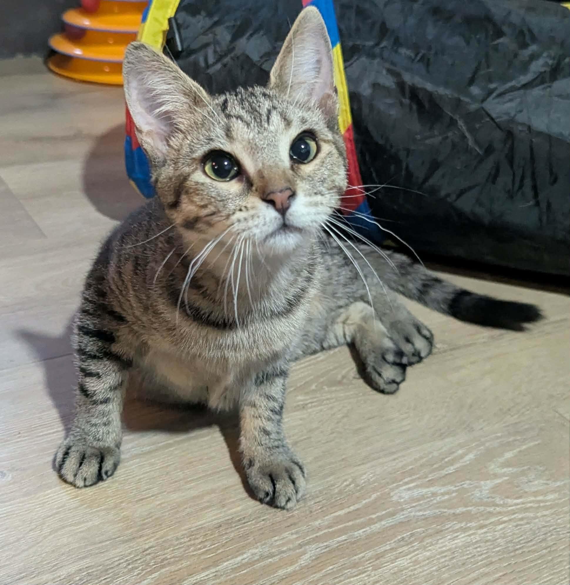 Enlarge Rose, a ADOPTABLE Domestic Short Hair in Little Falls, MN image 1/5
