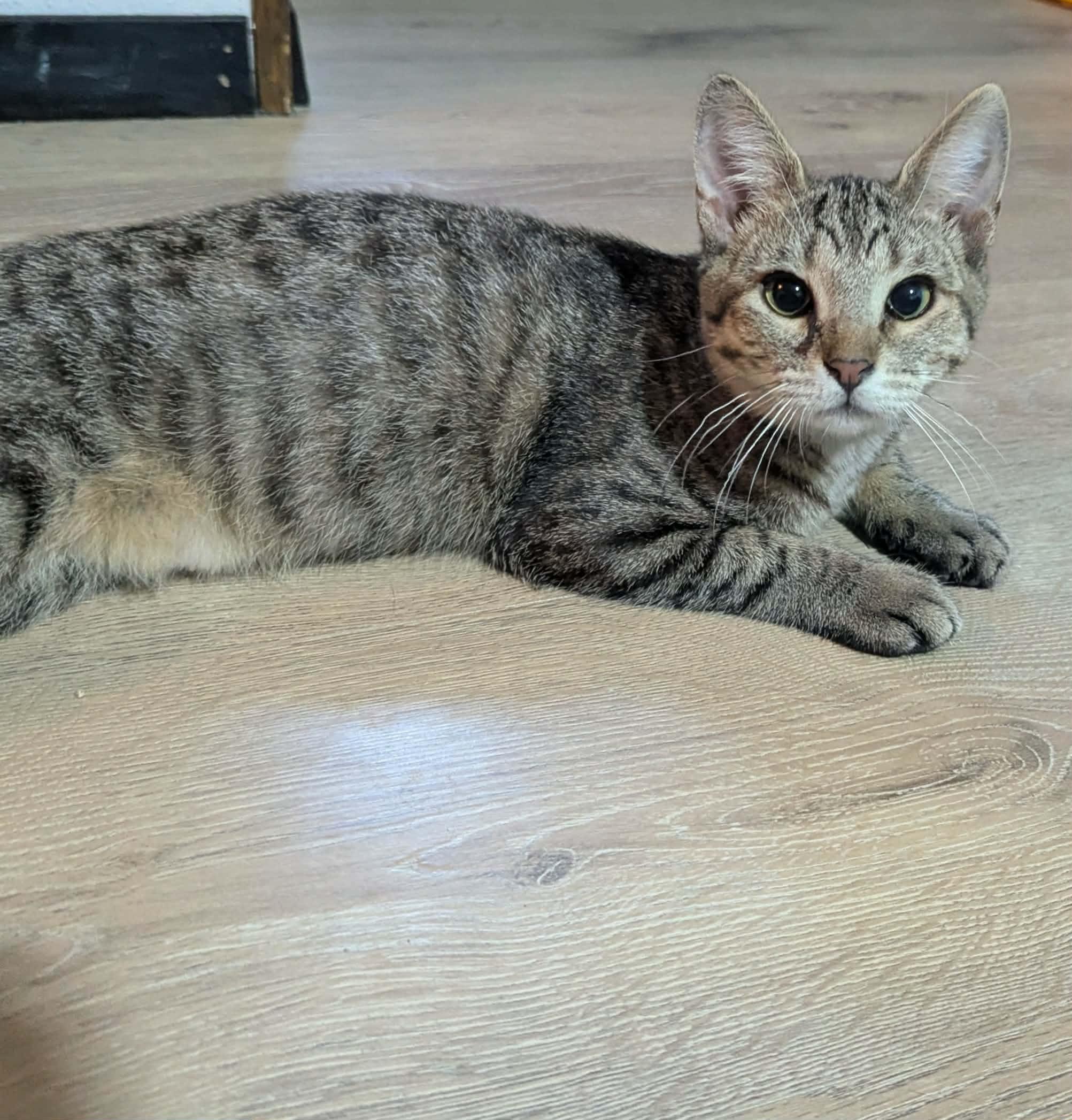 Enlarge Rose, a ADOPTABLE Domestic Short Hair in Little Falls, MN image 5/5