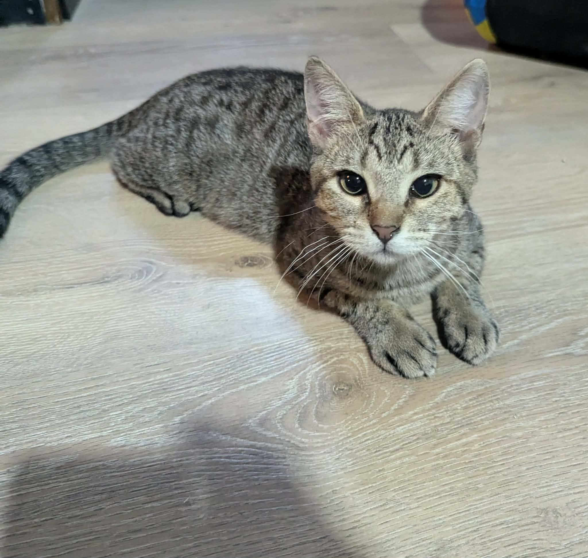 Enlarge Rose, a ADOPTABLE Domestic Short Hair in Little Falls, MN image 2/5
