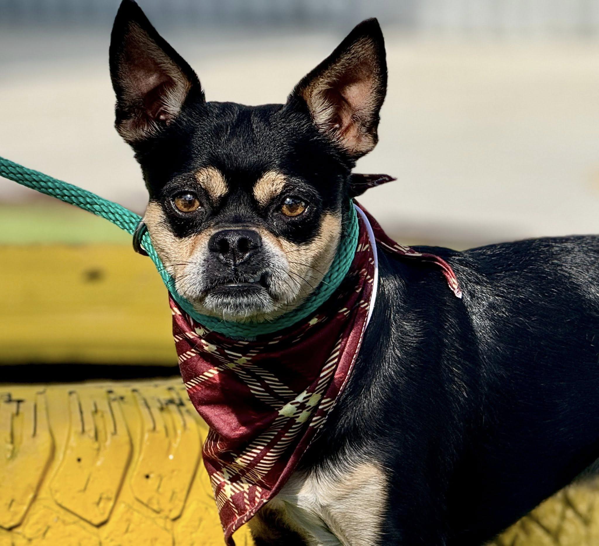 Beetle, Adoptable, Adult Male Pug & Chihuahua.