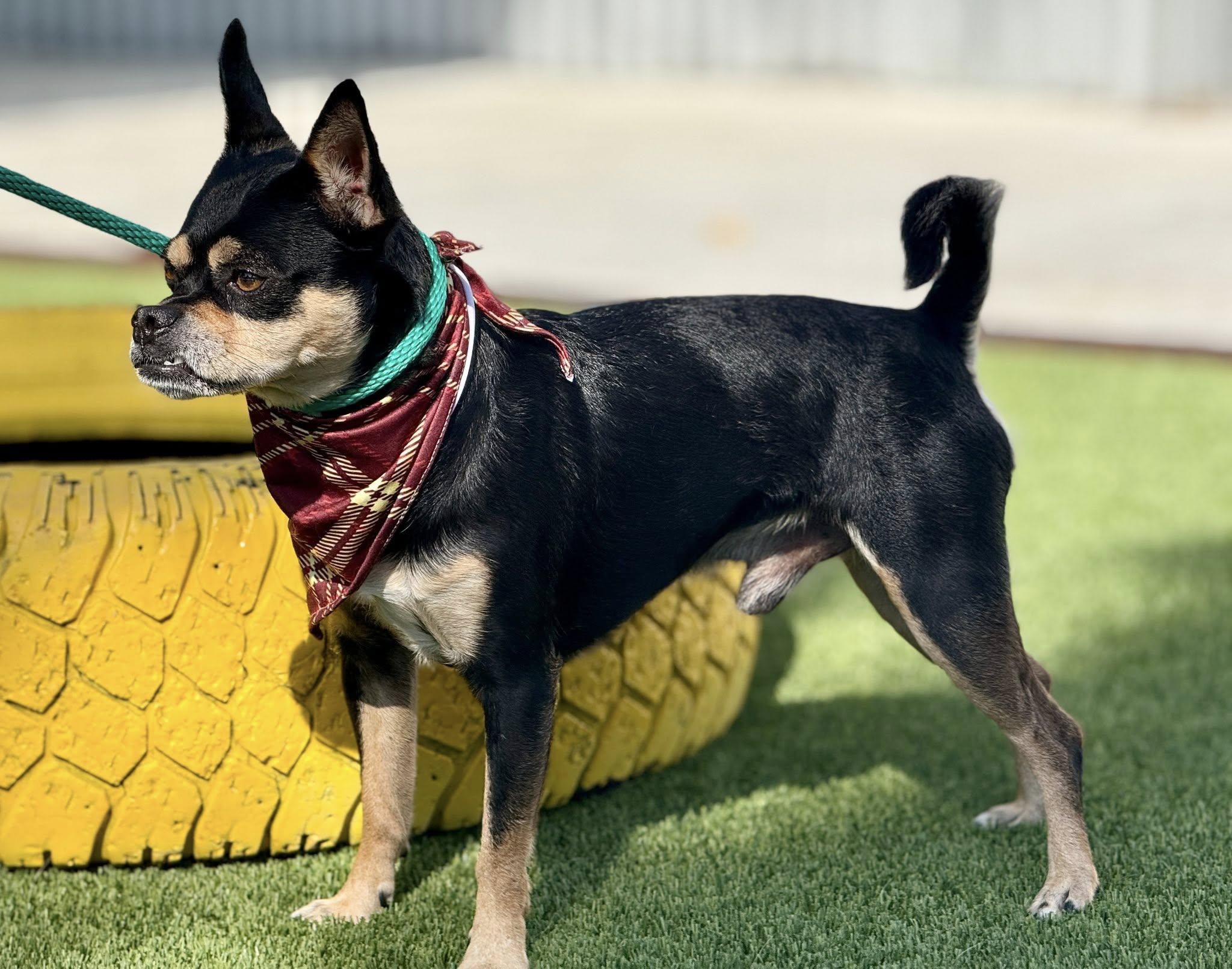Enlarge Beetle, a Adoptable mixed breed in San Antonio, TX image 2/5