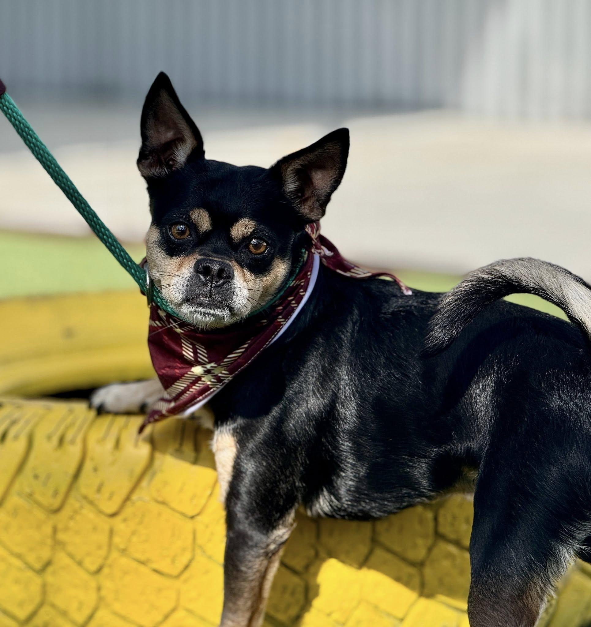 Enlarge Beetle, a Adoptable mixed breed in San Antonio, TX image 4/5