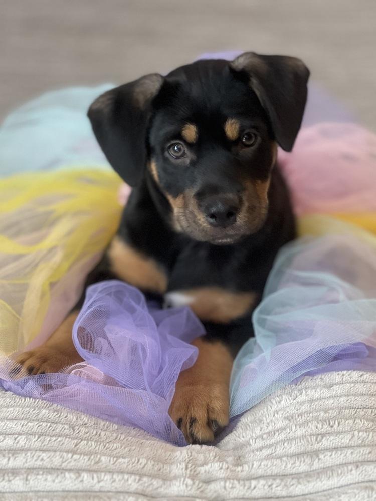 25-115 Ziti, Adoptable, Puppy Female Australian Cattle Dog / Blue Heeler & Hound.