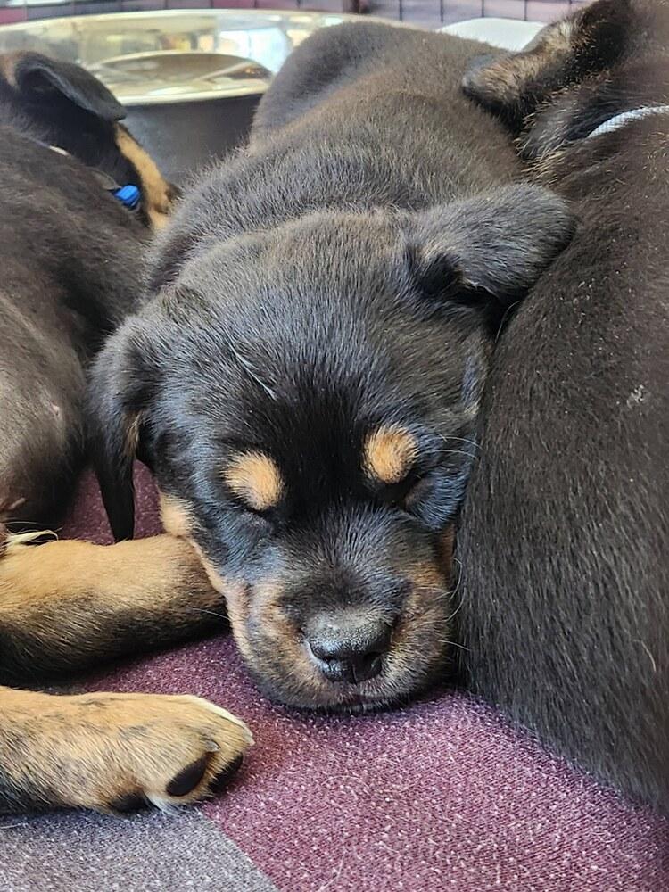 25-115 Ziti, Adoptable, Puppy Female Australian Cattle Dog / Blue Heeler & Mixed Breed.