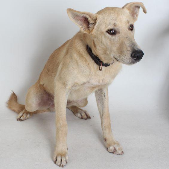 Elio, Young Male Labrador Retriever