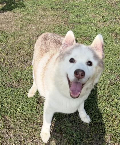 Enlarge Coco, a Adoptable mixed breed in Morton Grove, IL image 1/1